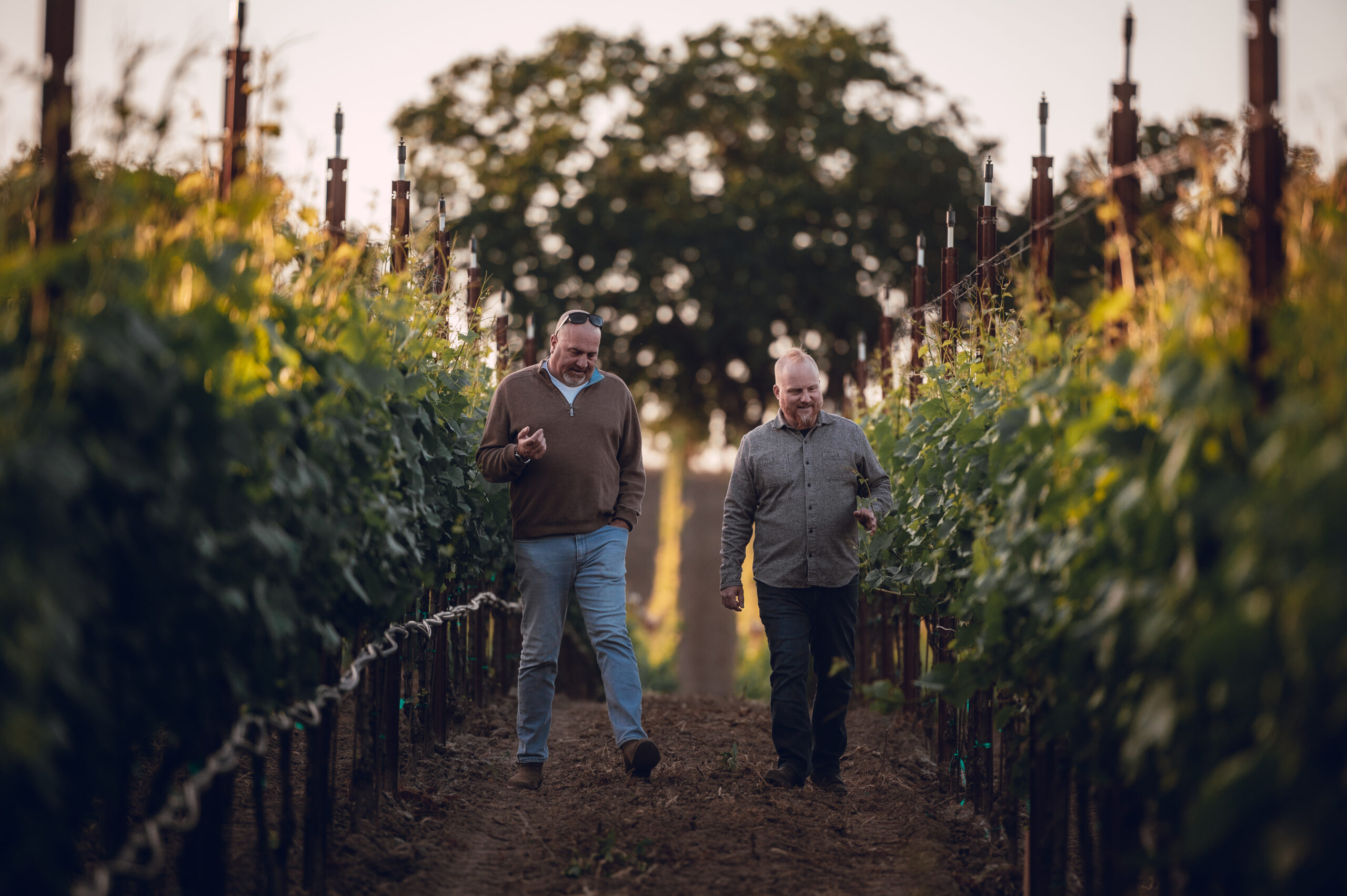 Dan Kosta and Shane Finley walking down a vineyard row at sunset